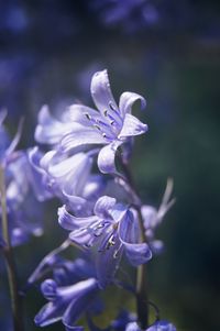 Close-up of purple flowering plant