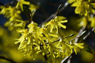 Close-up of yellow flowering plant