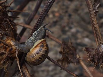 Close-up of snail on dry leaf