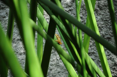 Close-up of insect on plant