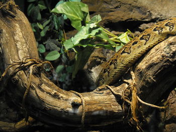 Close-up of snake by driftwood