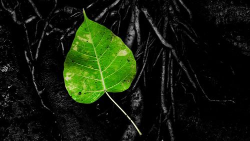 Close-up of green leaves on plant