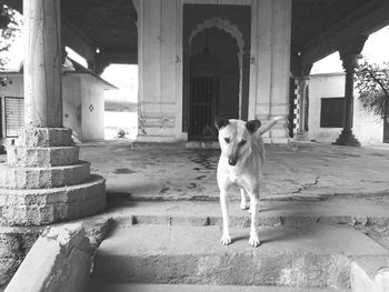 Portrait of dog on steps