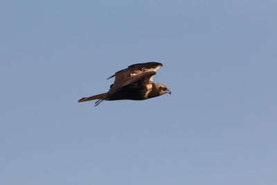 Low angle view of eagle flying against clear blue sky