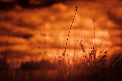 Close-up of stalks against sunset