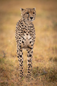 Cheetah on grassy field 