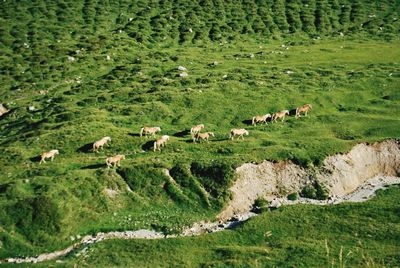 Scenic view of grassy field