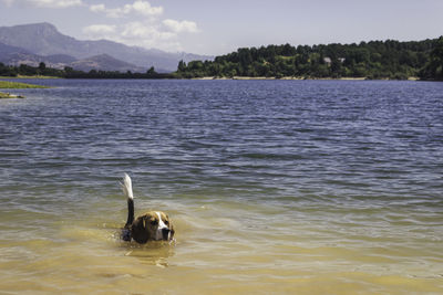 Dog swimming in lake