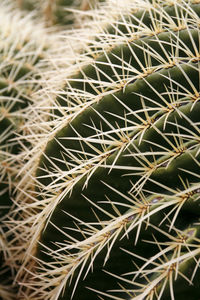 Close-up of cactus plant