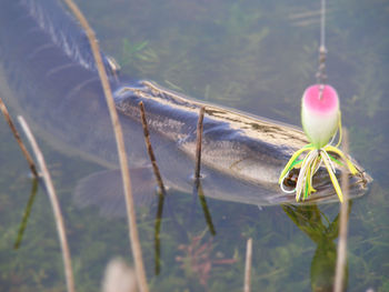 Snake head fish