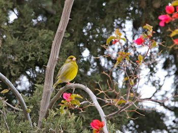 Low angle view of birds perching on tree