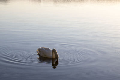 Swan swimming in lake