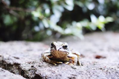 Close-up of frog on rock