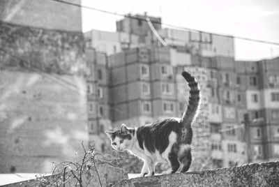 Cat on building in city