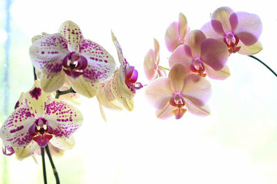 Close-up of pink orchids against sky