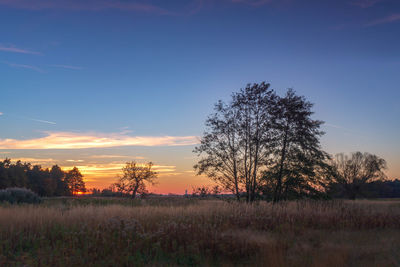 Trees on field against sky during sunset