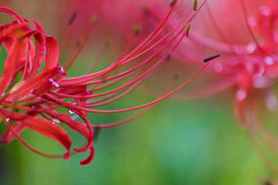 Close-up of red flower