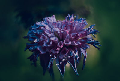 Macro of purple flowering plant