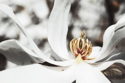 Close-up of flower against blurred background