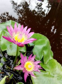 Close-up of pink flower blooming outdoors