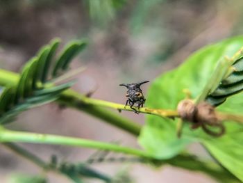 Close-up of insect on plant