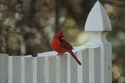 Close-up of bird perching outdoors