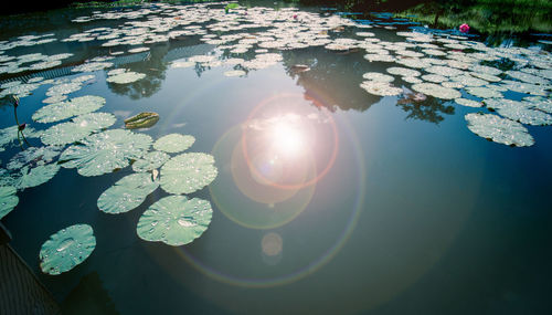 High angle view of lotus water lily in lake