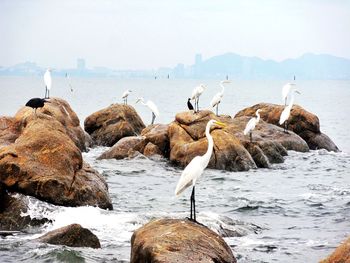 Birds perching on rocky shore against sky