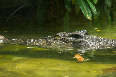 Crocodile is in the water 