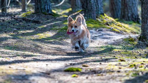 Welsh corgi pembroke dog runs along forest sand trails on a sunny spring day
