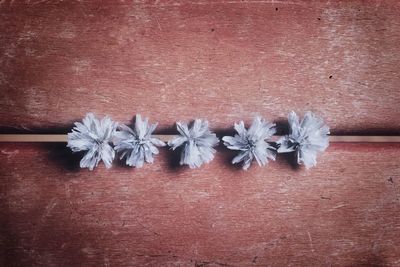 Close-up of flowers tied