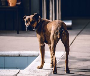 Dog looking away on footpath