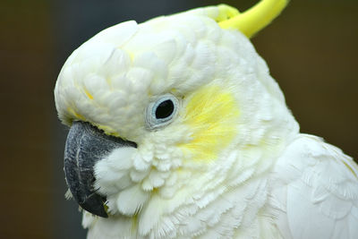 Close-up of a parrot