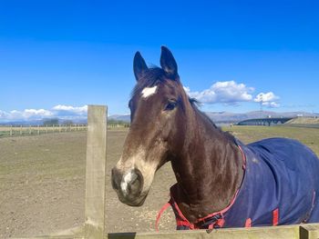 Horse on field against sky