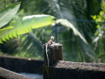 Bird perching on wooden post