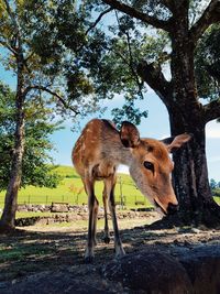 Nara's most precious attractions.