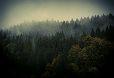 Pine trees in forest