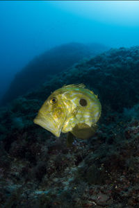 Fish swimming in sea