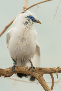 Close-up of bird perching outdoors