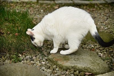 High angle view of a cat on rock