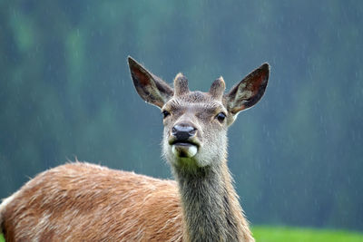 Close-up of deer