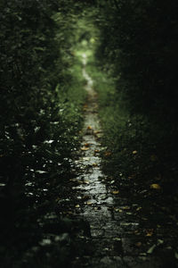 Surface level of wet road amidst trees in forest