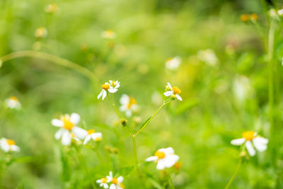 Close-up of white flowering plant on field