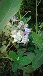 Close-up of flowers blooming outdoors