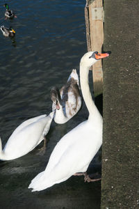 High angle view of swans swimming on lake