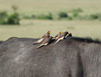 Birds on african buffalo back