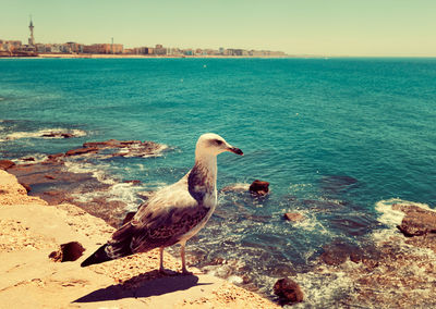 Seagull on rock by sea against sky