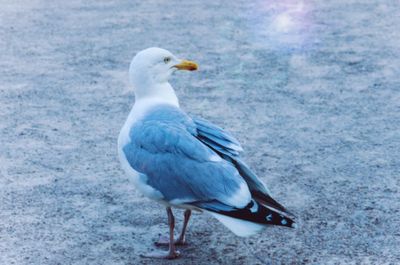 Close-up of seagull perching