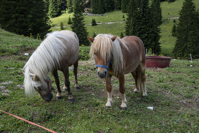 Horses in a field