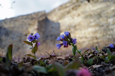 Close-up of purple flowering plant